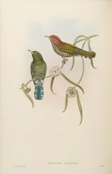 Chalcites hodgsoni